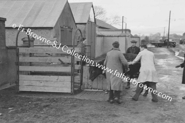 WEIGHING THE COW POST